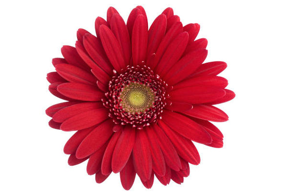 Red Daisy Designs logo